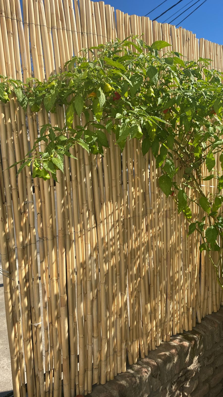 ROLLO DE CAÑAS 2.00X5.00